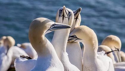 《园艺养成指南：狩猎丰收活动全新种子全收录》