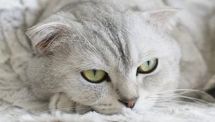 《园艺养成指南：狩猎丰收活动全新种子全收录》